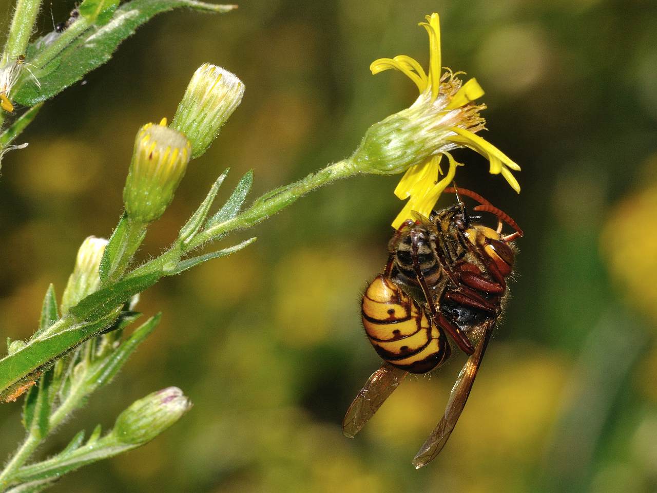 Vespa crabro preda Apis mellifera